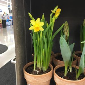 Meet your Posher, Birdie